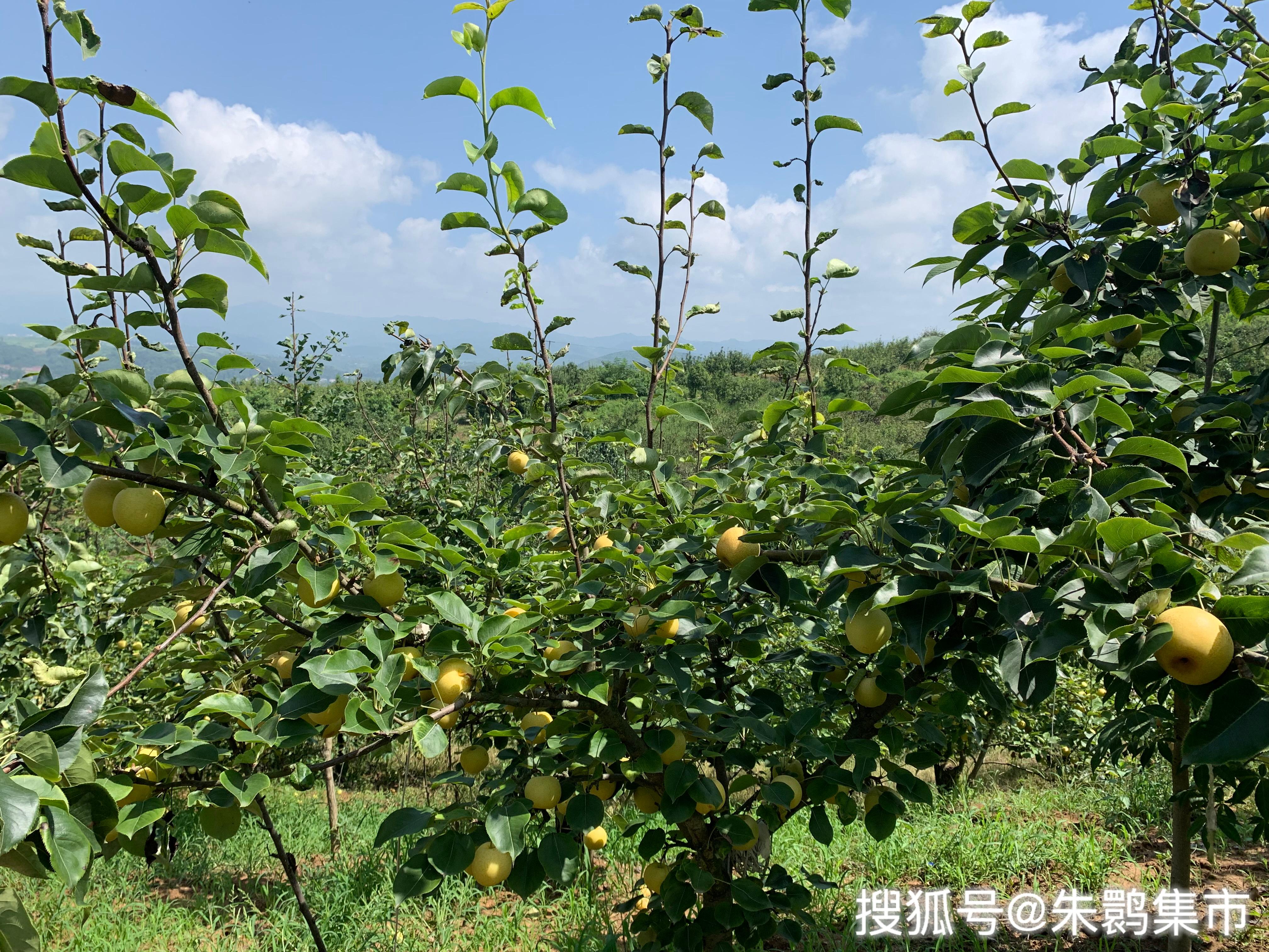 洋县朱鹮梨园的梨子熟了