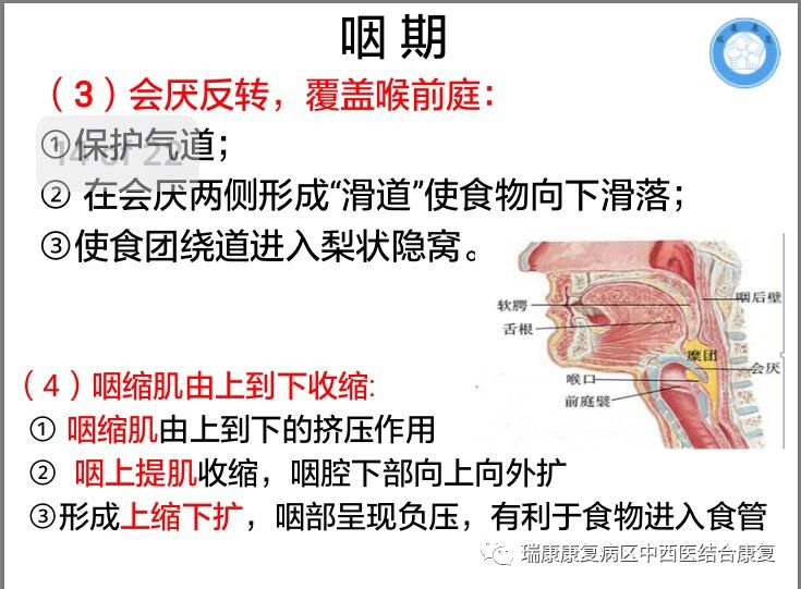 骨骼肌肉层面神经解剖层面指导下的吞咽和呼吸康复训练