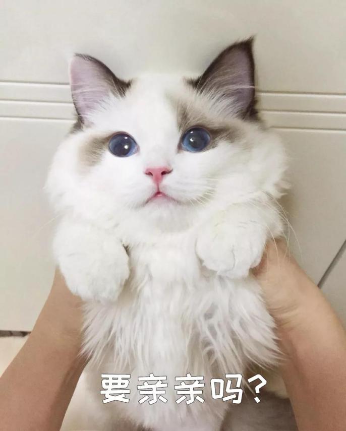 猫的名字叫什么好听又好看 4e1363c2636041cb90051b5285c36607.jpeg