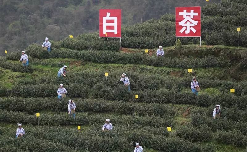 新华社关注大竹致富金叶子白茶西行记