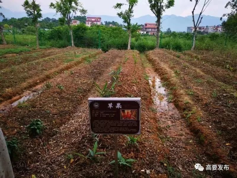 总投资过亿元!这个中草药产业项目落户