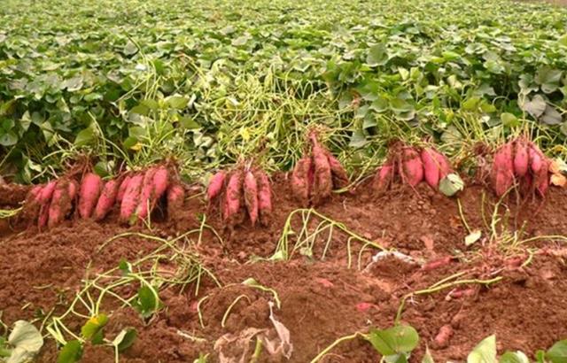 农民种红薯亩产几千斤,却高兴不起来是为什么?