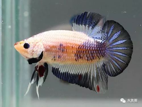 鱼的英文名怎么打 5d57d0e321994c8db56371a9ad7901b1.jpeg