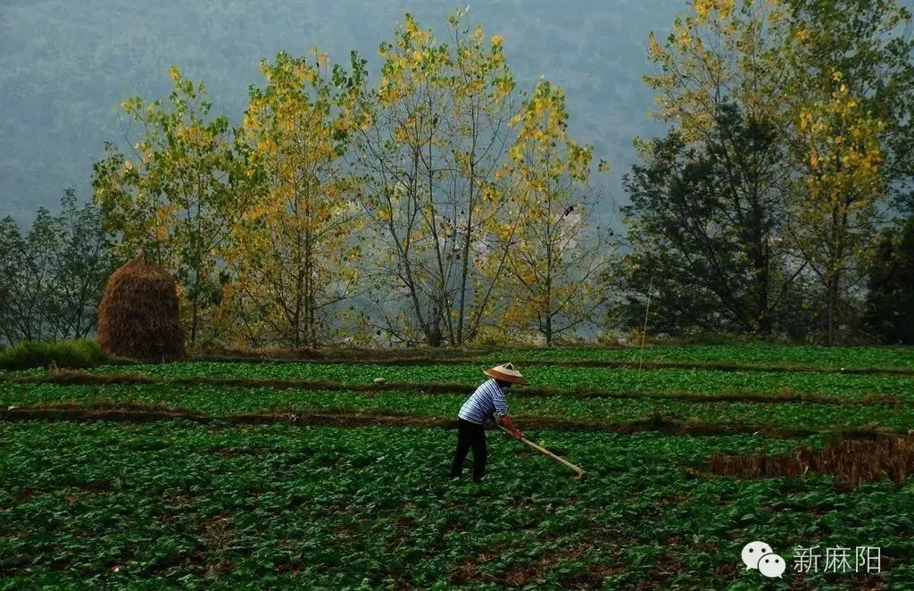 麻阳人口_麻阳冰糖橙图片(3)