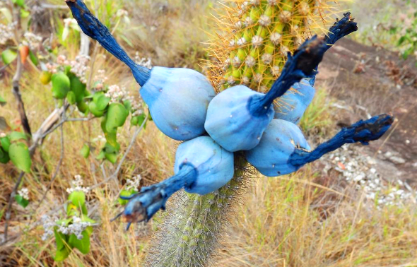 遊客野外發現「藍瘦香菇」，知情人稱其為珍貴「美食」 寵物 第5張