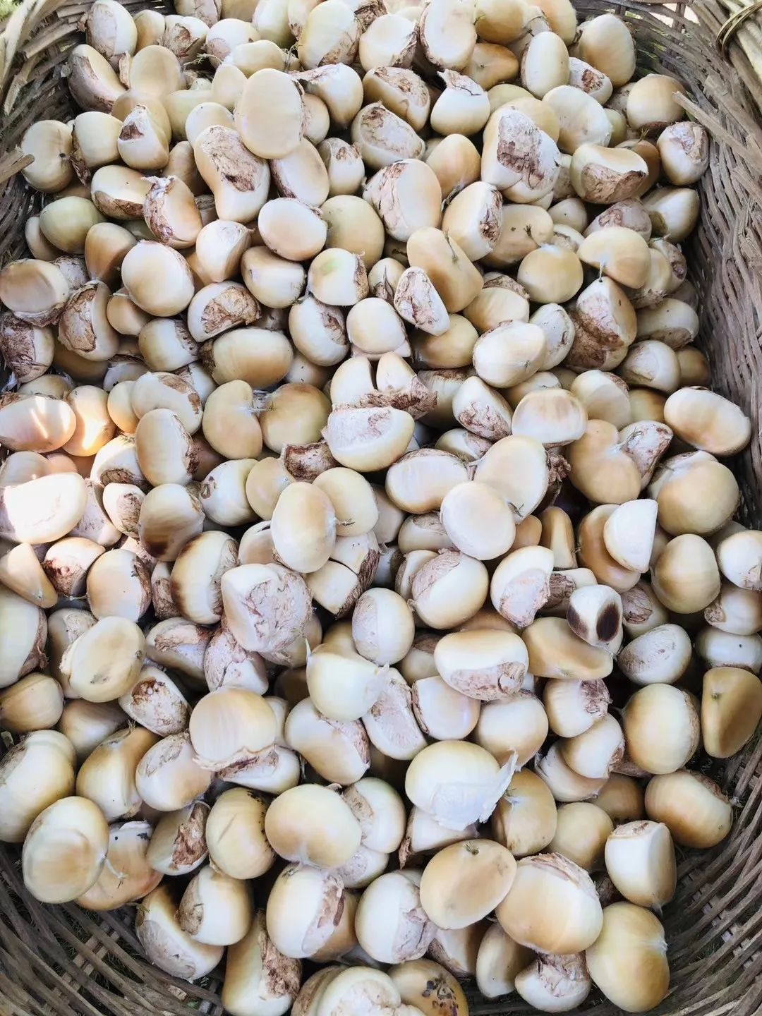 红芸豆怎么看熟没熟 5febd1da3e76443ba7ccae81a112e02e.jpeg