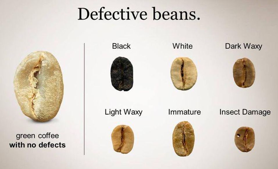 Coffee Defects Chart
