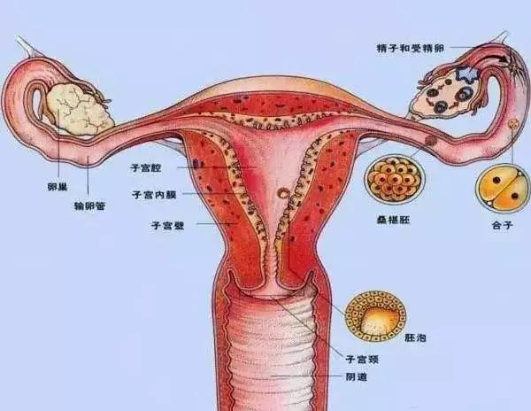 "胞"就是子宫,早在两千年多前,老祖宗已经认识到,子宫为女子先天之本