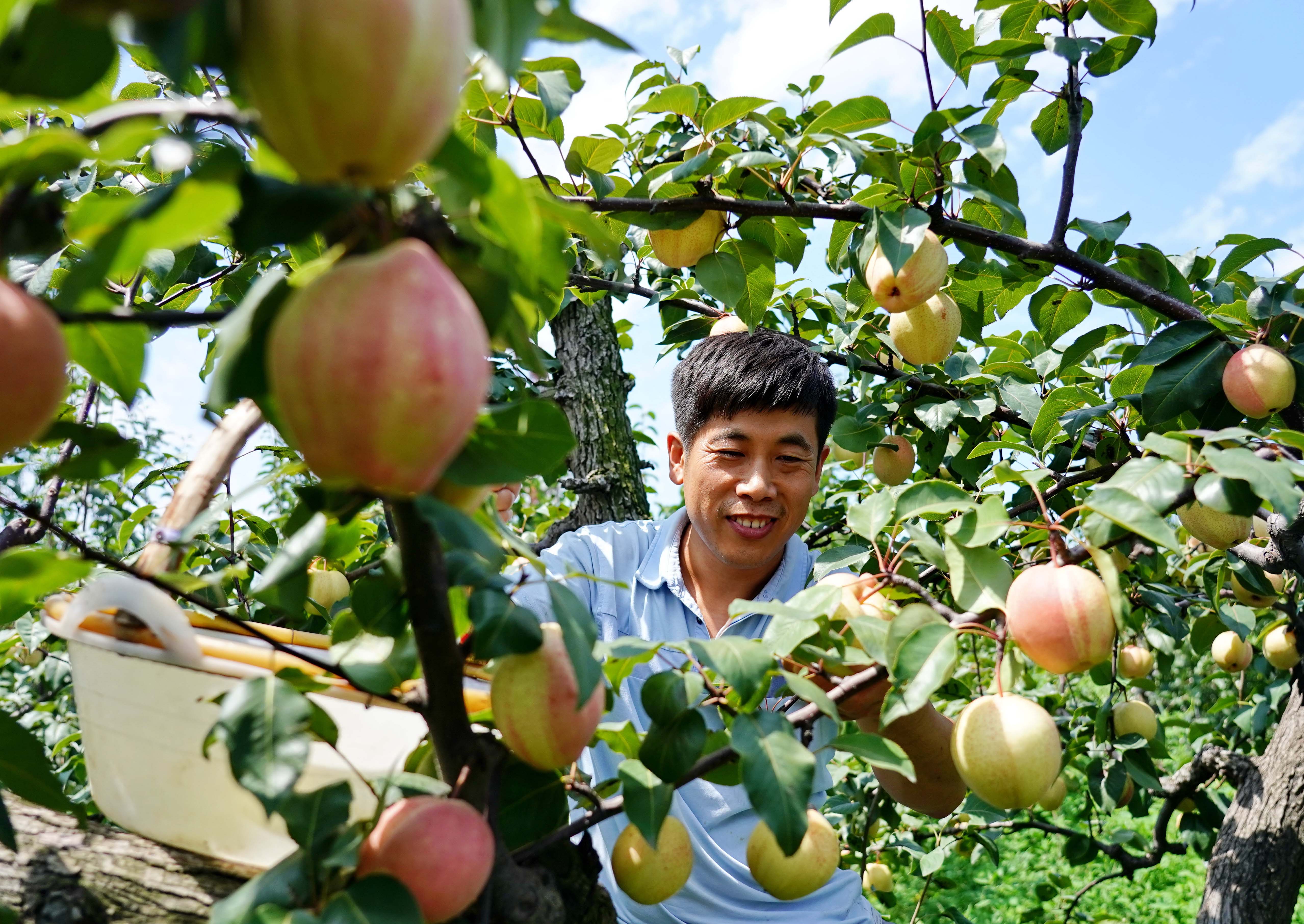 8月19日,肃宁县万里镇尹庄村的果农彭晓光在自家果园采摘彩虹梨.