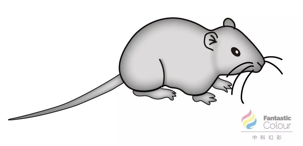 花式撸鼠大法,一步到位教你画出顶刊里的各种小鼠