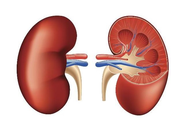 什么办法可以快速补肾 707461bc3ccc47e9b2fc0cd29ac4ec12.jpeg