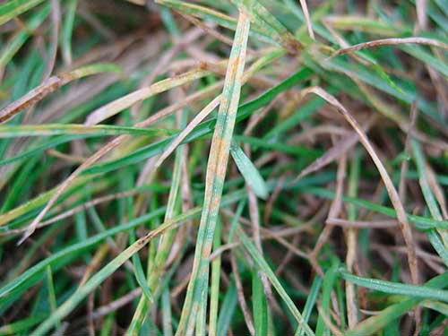 草坪草主要病害虫害发生规律和防治方案草坪病虫害综合防治和日常养护