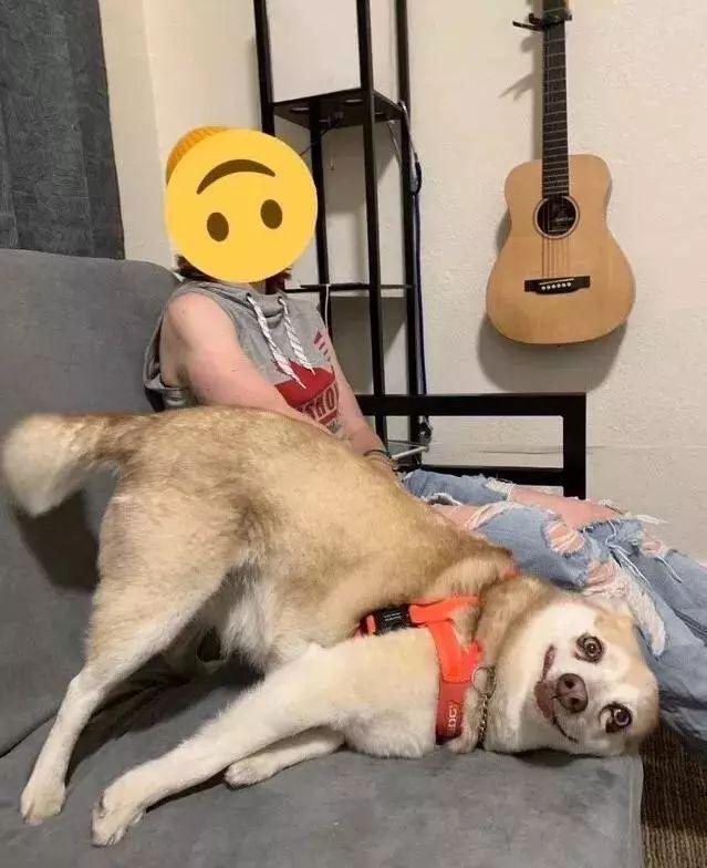 国外论坛新开版块:你家狗咋了?蠢萌汪星人糗态笑死人