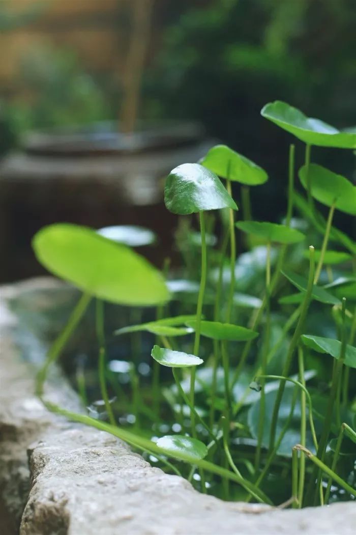 古典乐器,经典埙曲 | 清音雅韵,千古回音