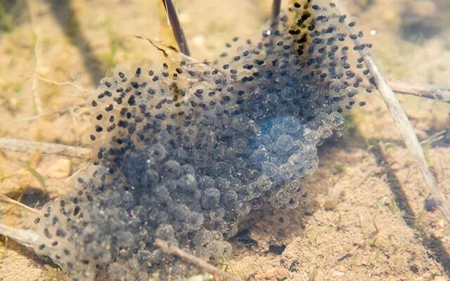 华农园青蛙的养殖条件和人工养殖方法