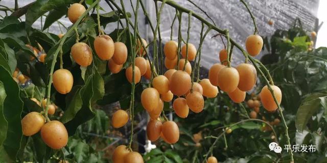 黄皮是什么季节 944ce697dc8e409aaaf07fe4dd959be1.jpeg