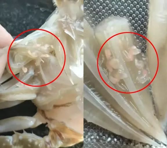 想吐男子买了几只螃蟹剥开一看里面密密麻麻
