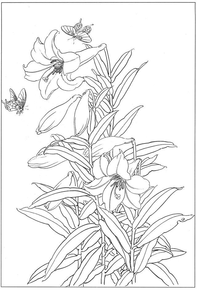 学习国画百合花必备白描线搞