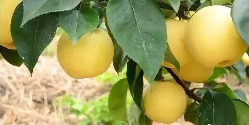 黄元帅作为清水县最具特色的水果之一,营养价值极高,具体如下