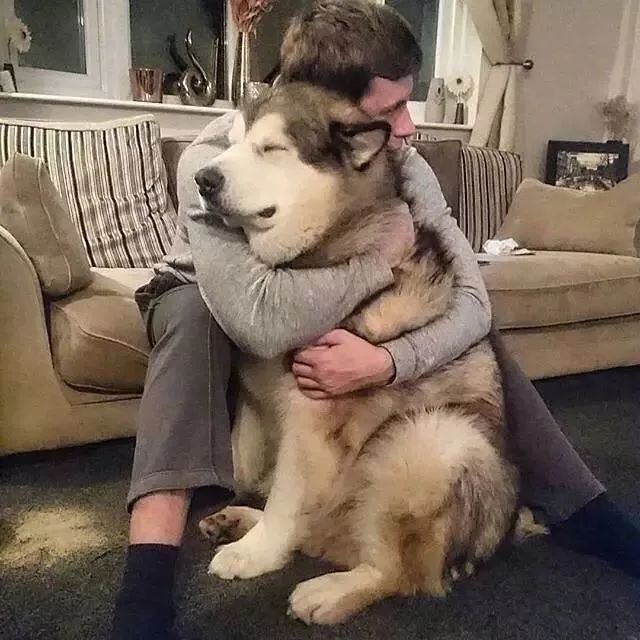 成语什么犬相_成语故事简笔画(3)