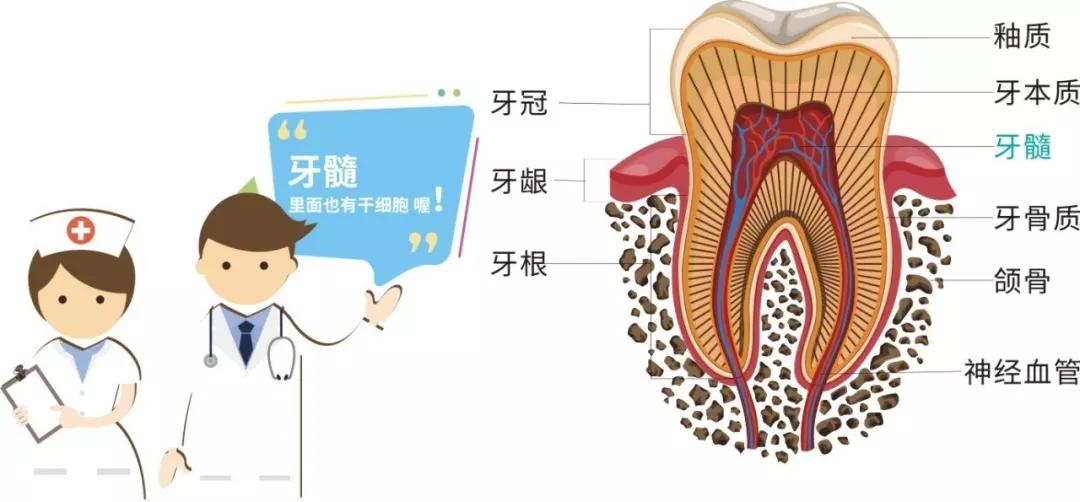 为何都在储存牙髓干细胞我们的牙齿还能用来治病吗