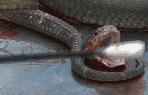 蛇是什么季节出来活动 b25d08fe636746a29ff5e04b9e8a0d58.gif