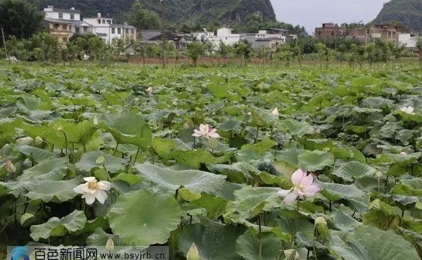 青山,绿水,荷塘…田东灵湖,周末乡村旅游的好去处_湖景区