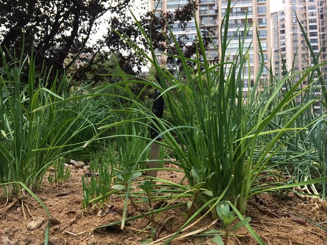 什么时间种小葱最适宜 b4ec8a0105df421fadd7bc8c17bb20da.jpeg