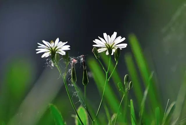 岁月缝花简谱_岁月缝花