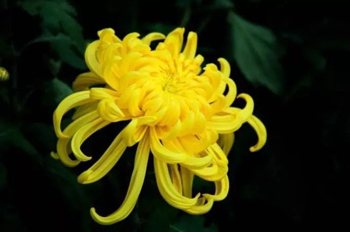什么什么黄花成语_黄花鸡是什么品种