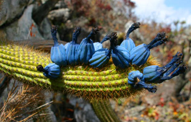 遊客野外發現「藍瘦香菇」，知情人稱其為珍貴「美食」 寵物 第3張