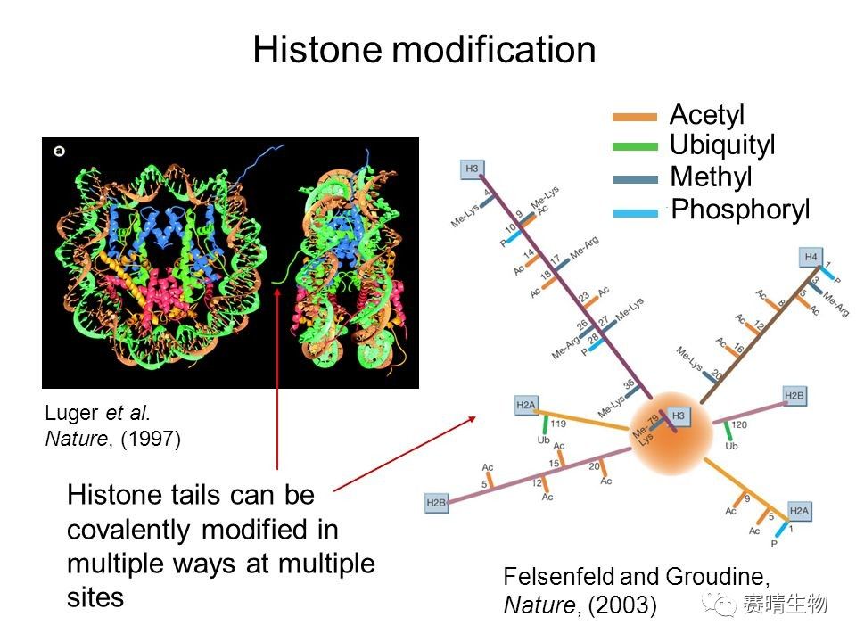 dna聚合酶(DNA聚合酶有什么作用)