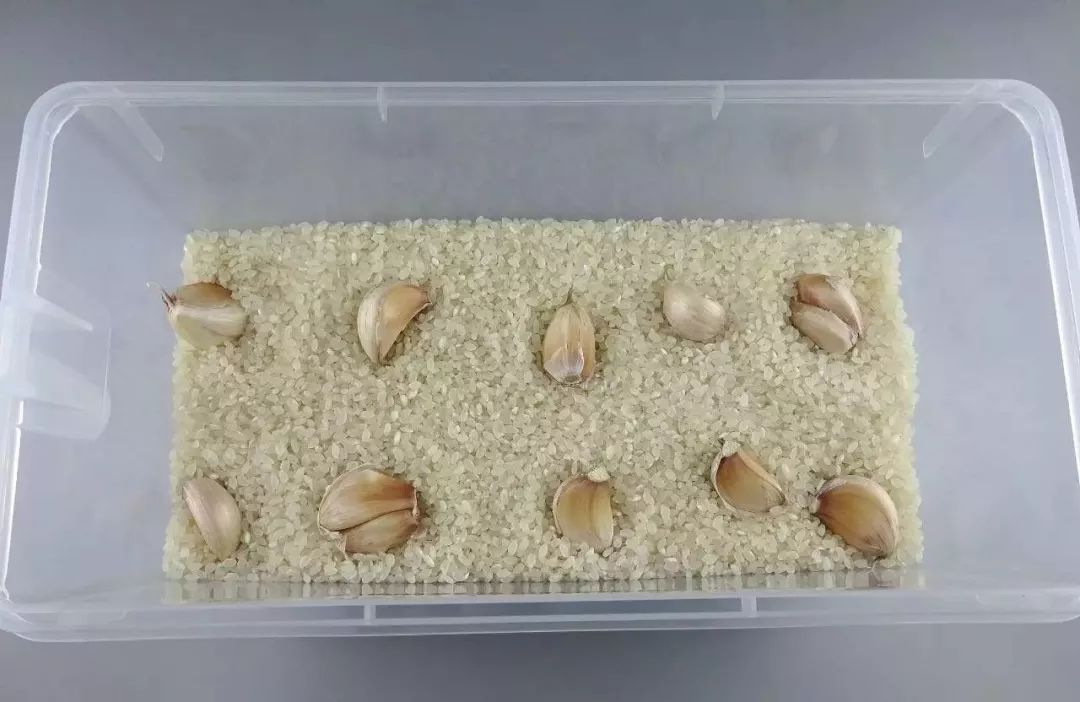 怎样防止大米生虫子呢 c115e37855b541ec9cf310da1f99dd25.jpeg