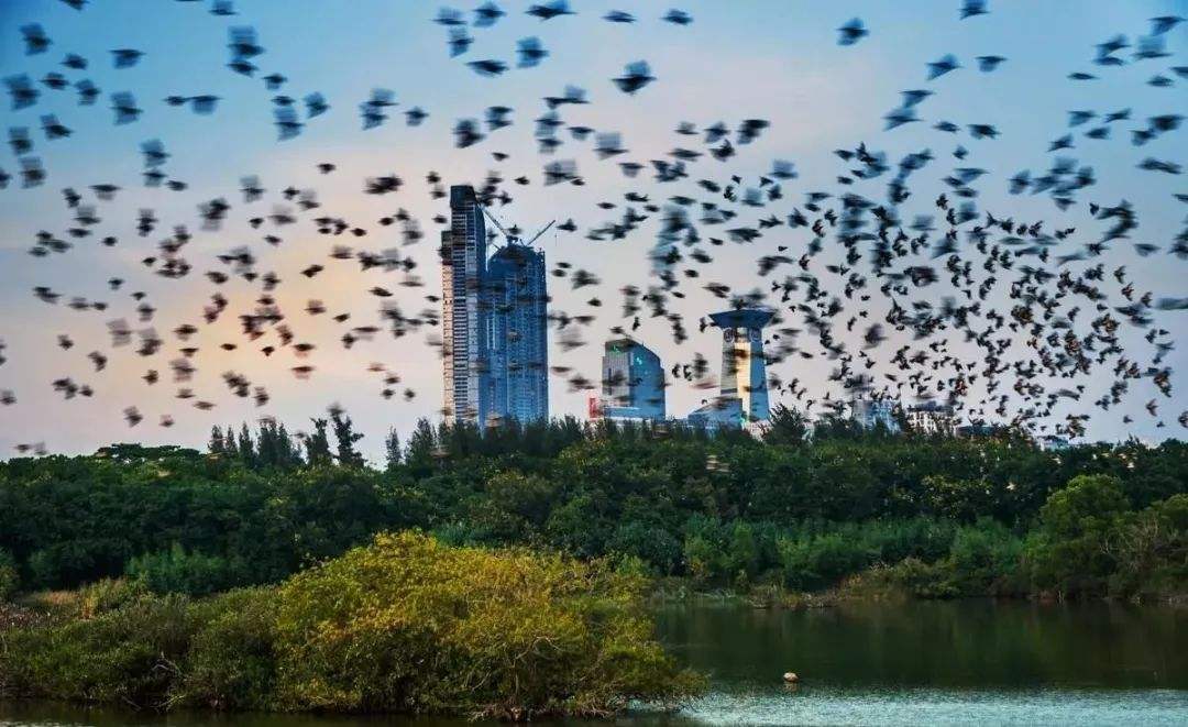 未來的全球標桿城市：兩國舉國模仿均未成功，未來可能將替代香港 旅遊 第14張