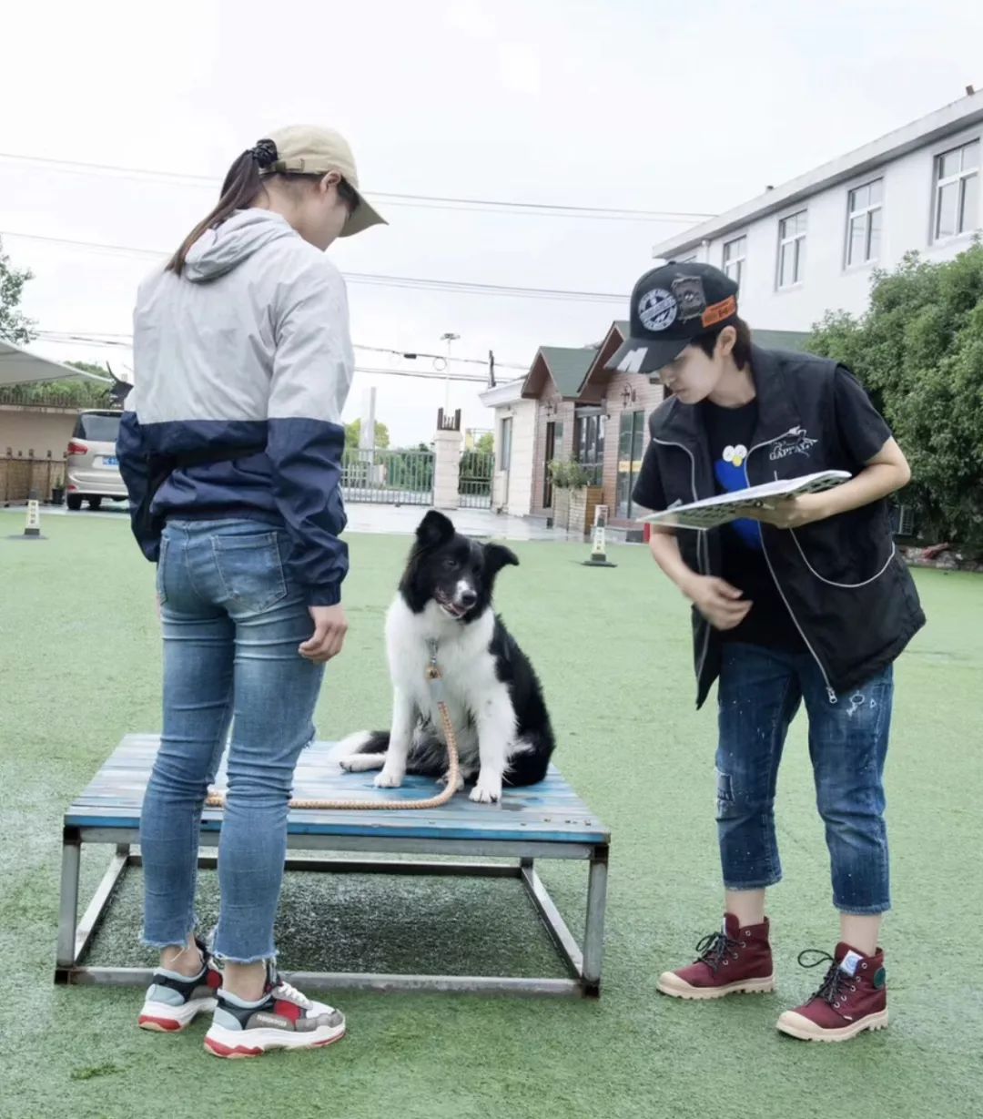 来自训犬师的领悟 训狗都讲究心理学了 你家养娃还靠吼和打吗 狗狗