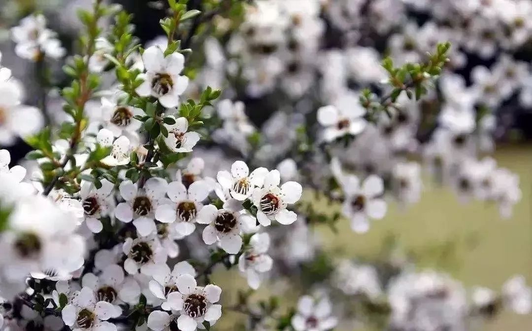 野生红茶树麦卢卡而且麦卢卡每年仅开花4周左右,平均要05采集400