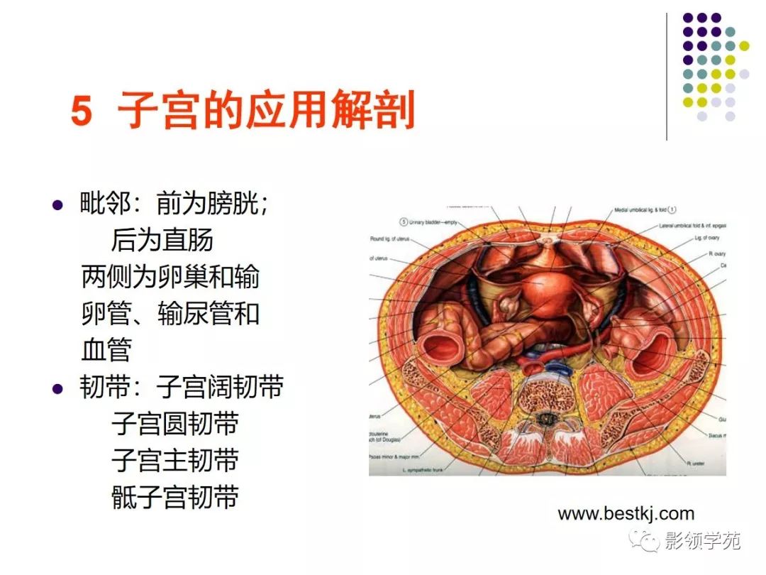 图7-18 女性内生殖器(剖面观)-临床应用人体结构-医学