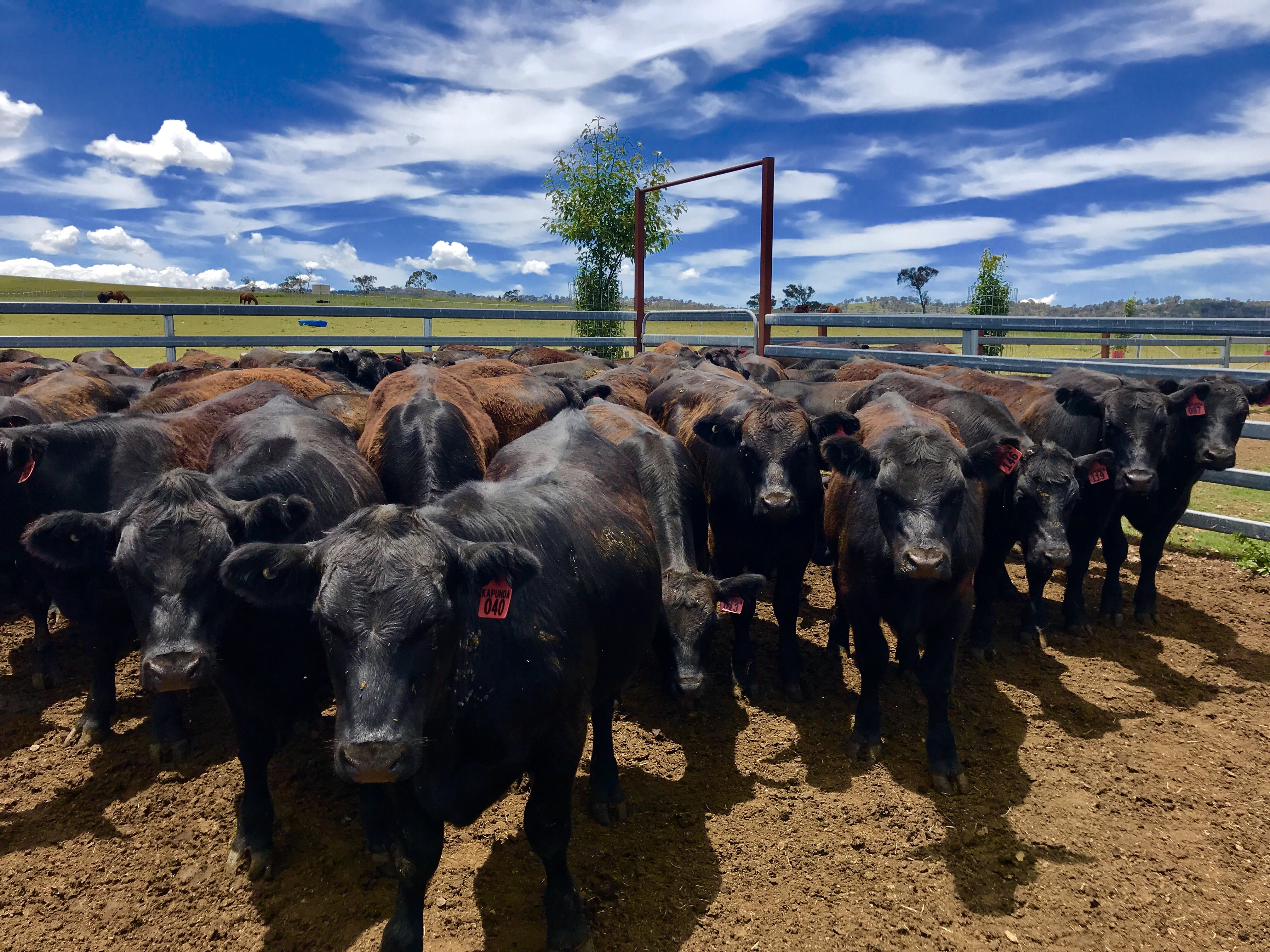 每一头来自三溪牧场(three creek beef)的黑安格斯牛,均选自安格斯