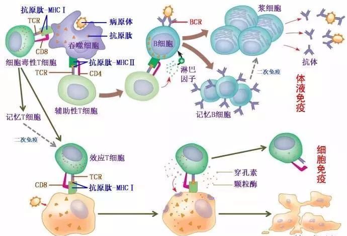 蛋白质的测定原理是什么意思_蛋白质凝胶是什么(2)