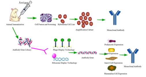噬菌体展示抗体库:一种强大的生产重组人单克隆抗体的方法