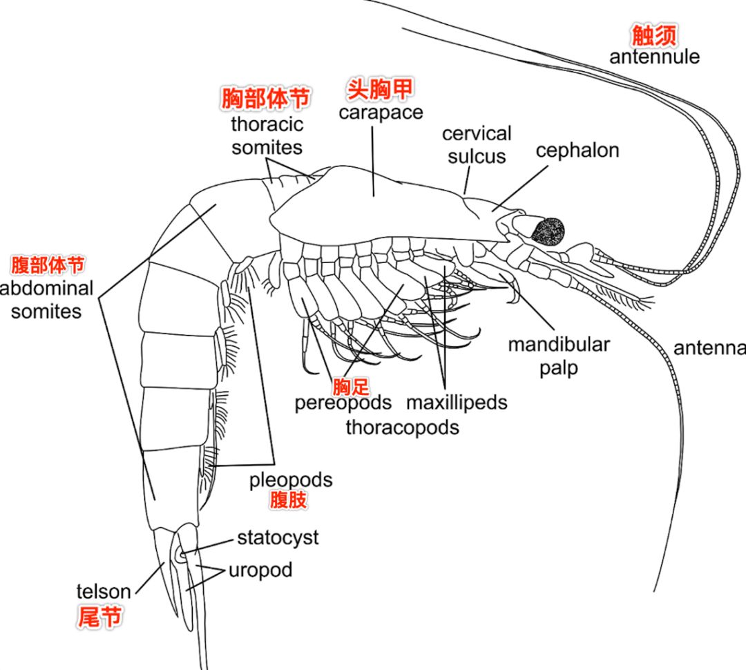 △figure 1糠虾的身体结构