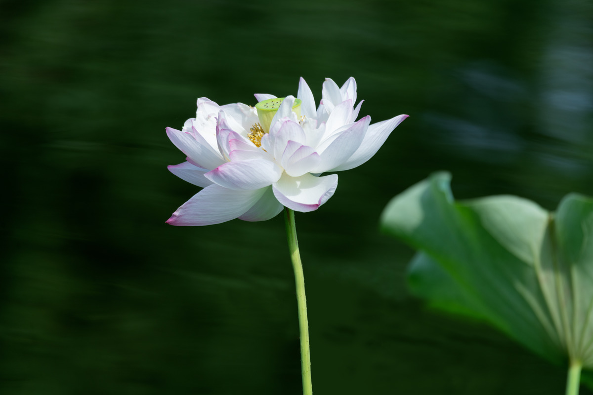 图虫人文摄影:一枝荷花 千古情思