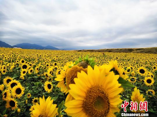 烏魯木齊城郊萬畝向日葵「醉」遊人 旅遊 第3張