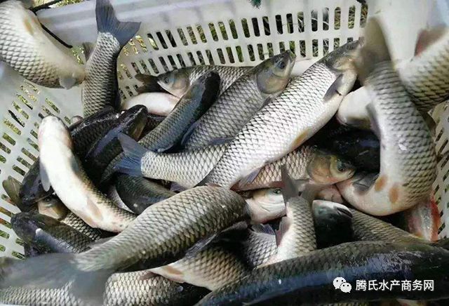 怎么接鱼线头 04063cb516814eb69e3aeea4685369cf.jpeg