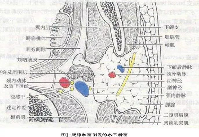 我院耳鼻咽喉头颈外科成功实施新生儿咽旁间隙畸胎瘤手术