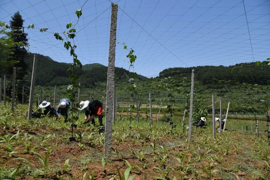 黄平人口面积_黄平苗族服饰(2)