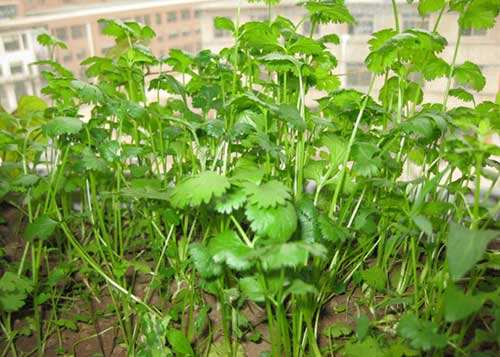 什么时间种香菜 0b65ade600794e7b8149861d3d4bb11d.jpeg