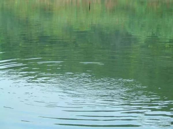 一条鱼的图片猜是什么成语_木猜一成语疯狂看图