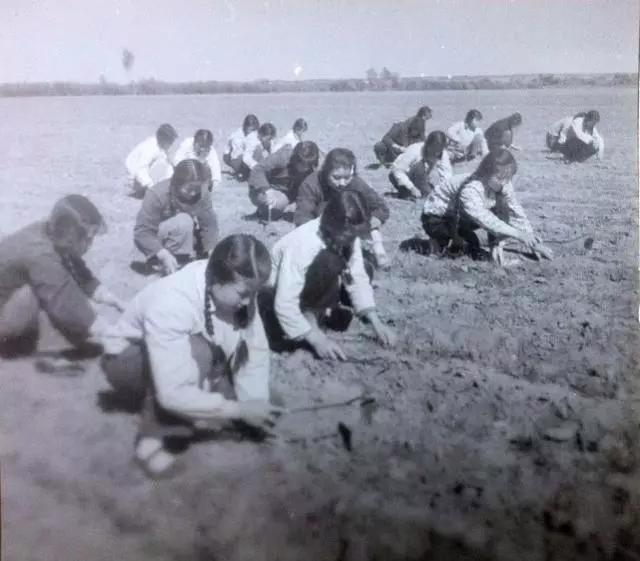 1970年代的农村生产队,一个老农牵着一头黄牛笑得合禄拢嘴.