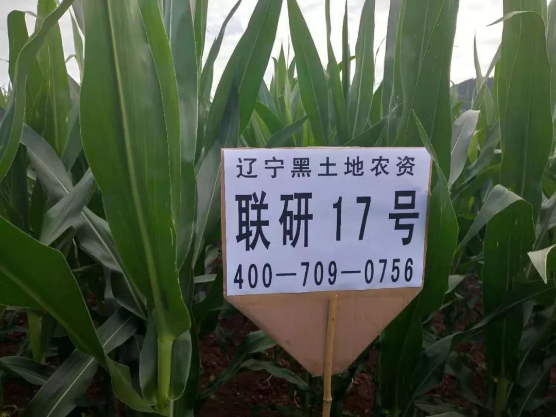 1be3863fc42f4079ad9f2efbf495c4d6.jpeg
